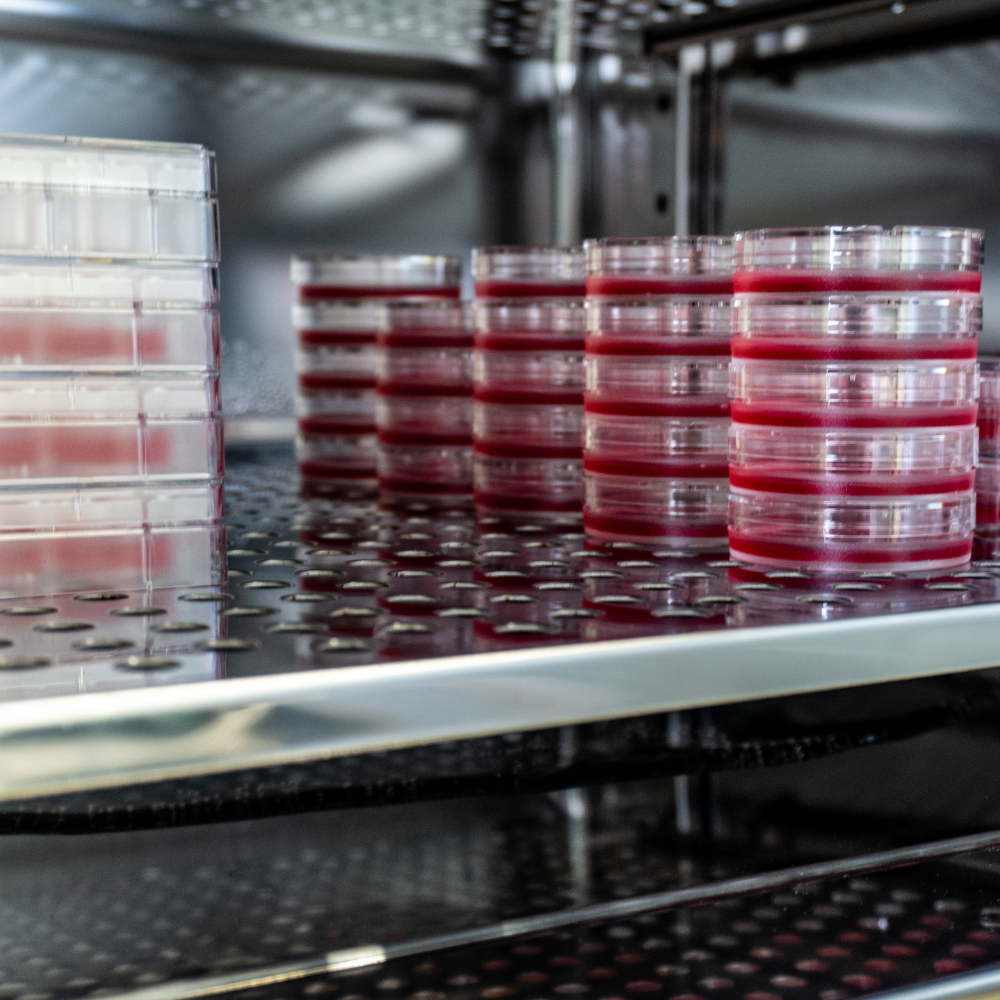 Incubadoras microbiología